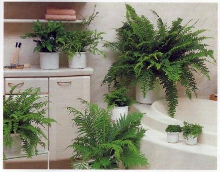 Какие растения приемлемы для ванны